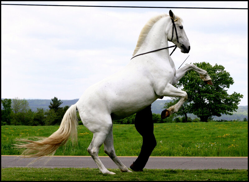 White Horse Rearing — Dynamic