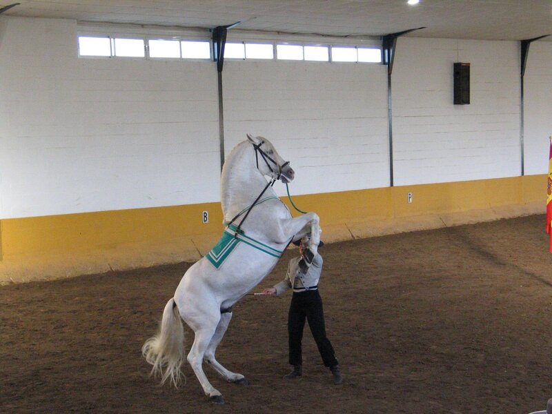 White Horse Rearing — Focused