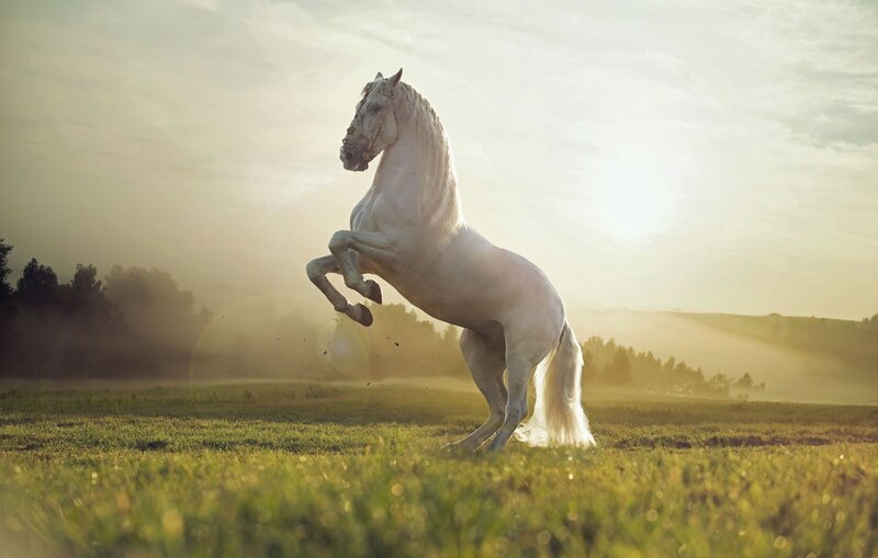 White Horse Rearing — Green, Dramatic, Sunset