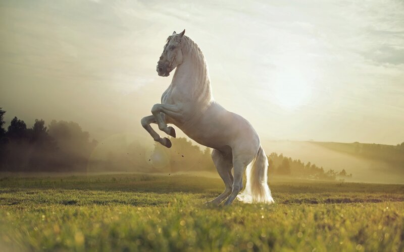 White Horse Rearing — Green, Dramatic