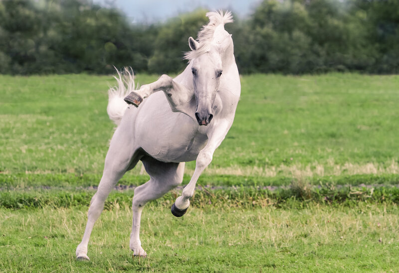 White Horse Rearing — Green, Dynamic, Afternoon, Photograph, Grass Field