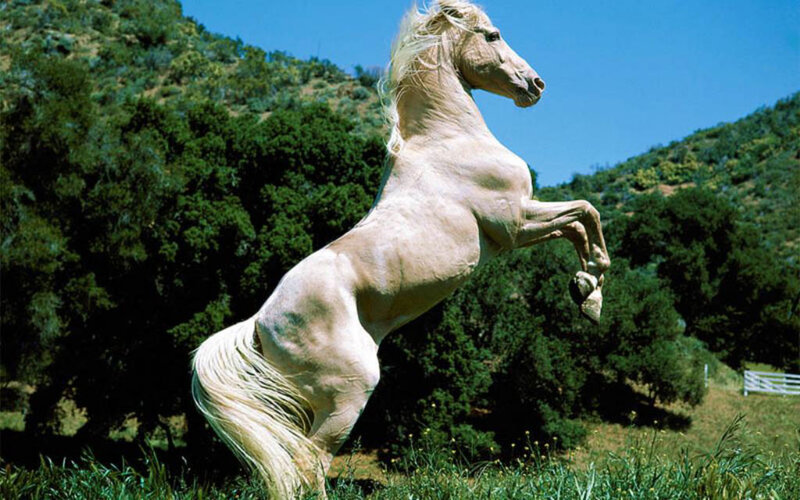 White Horse Rearing — Green, Dynamic, Afternoon, Photograph, Grass, Trees, Mountain, Blue
