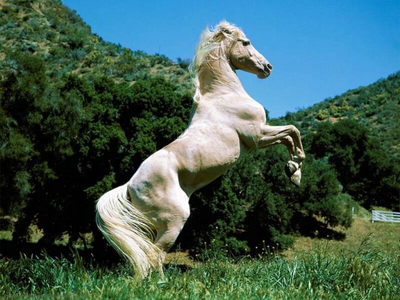 White Horse Rearing — Green, Dynamic, Afternoon, Photograph, Grass, Trees, Mountain