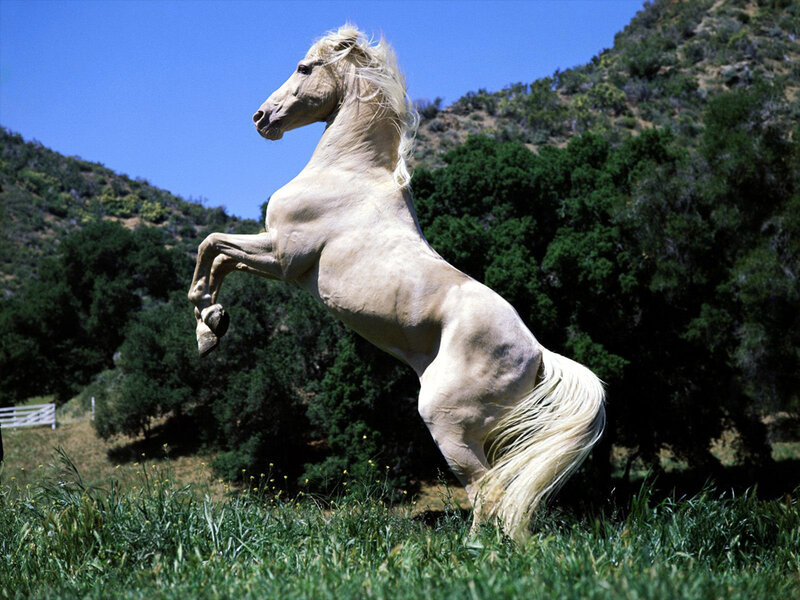White Horse Rearing — Green, Dynamic
