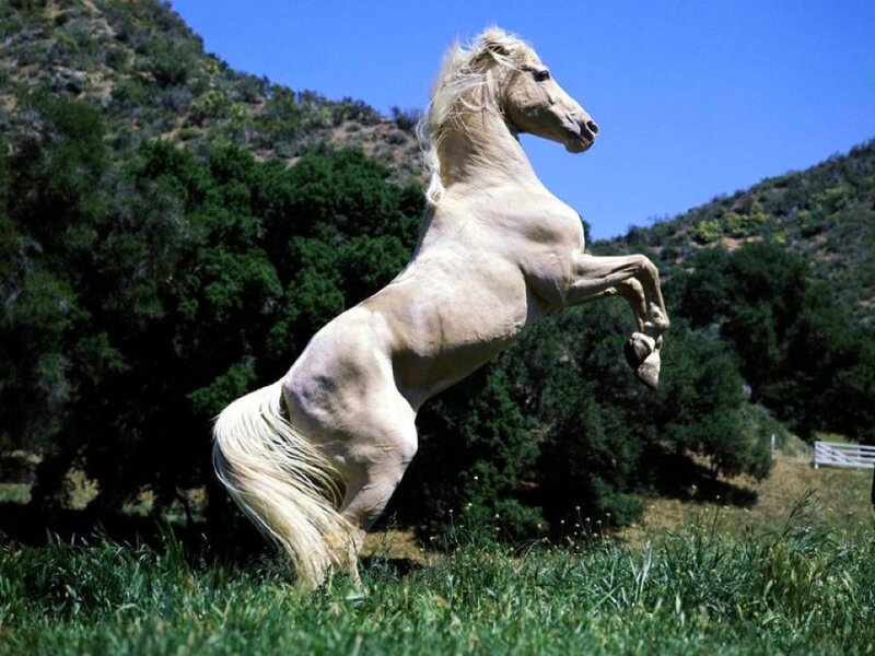 White Horse Rearing — Green