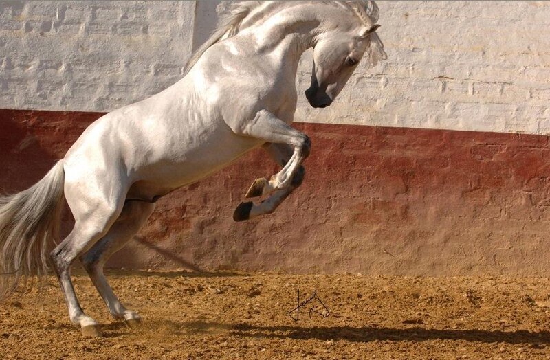 White horse rearing in arena