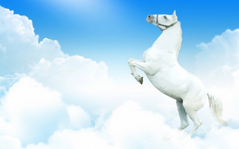 white horse rearing in clouds