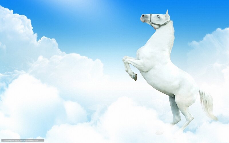 White horse rearing in clouds