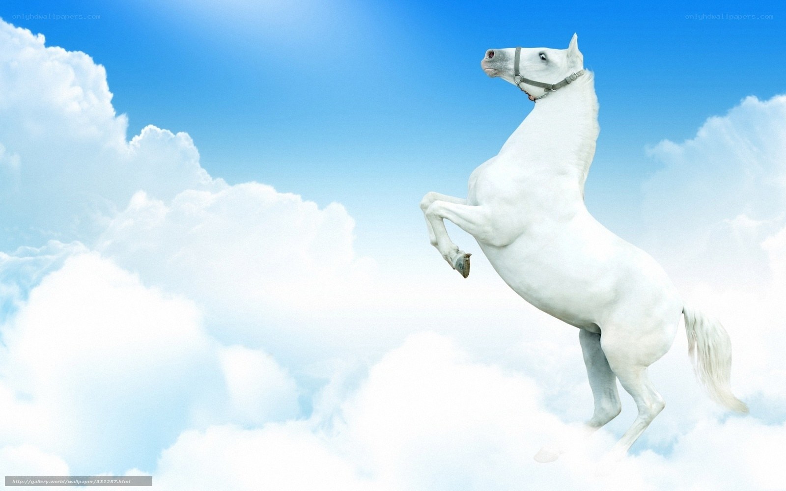 White horse rearing in clouds