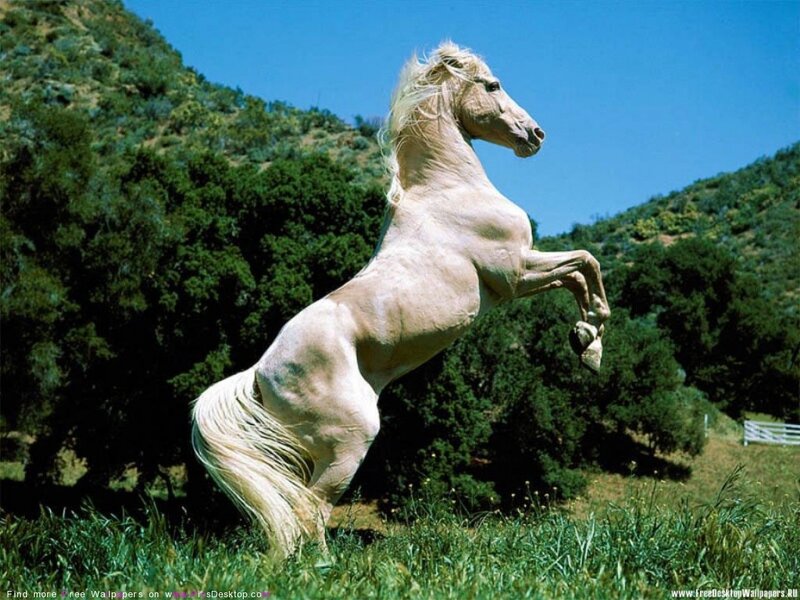 white horse rearing in field
