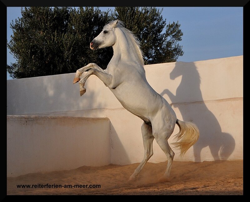 white horse rearing in sand