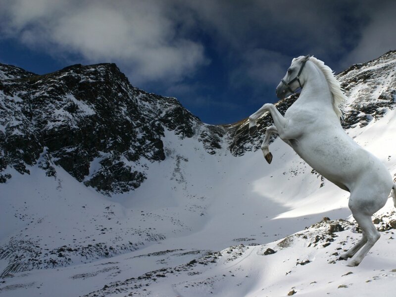 White horse rearing in snowy mountains