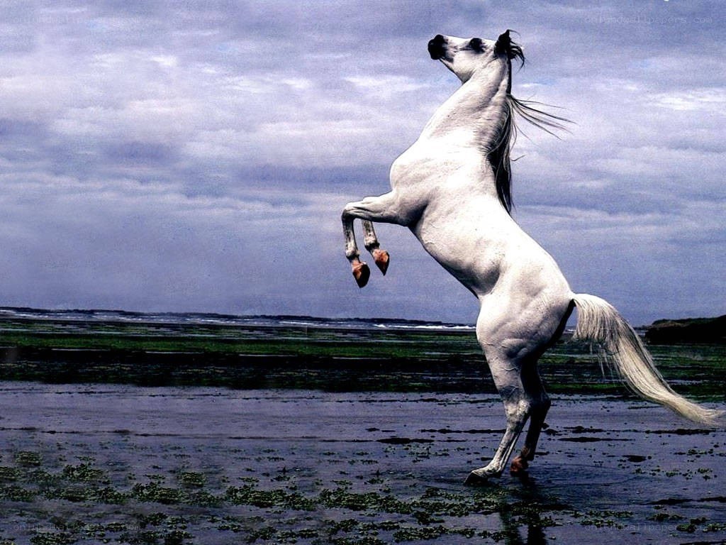 White horse rearing on beach