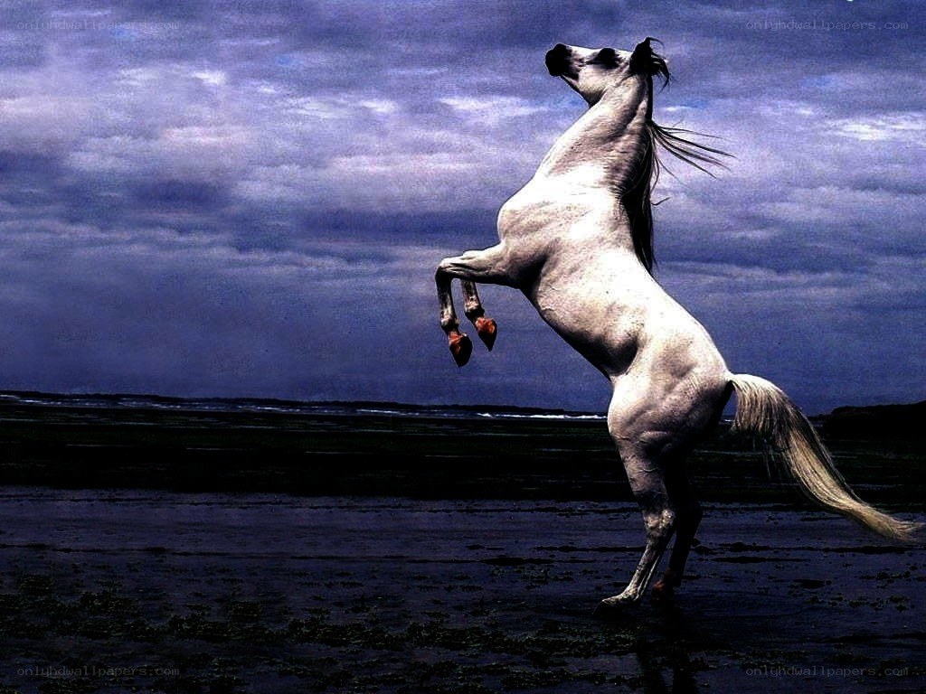 White horse rearing on beach