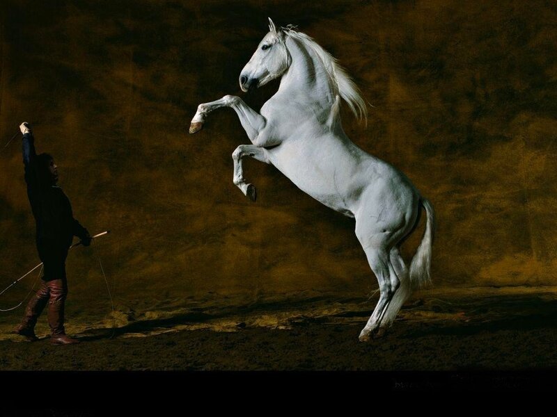 White horse rearing on command