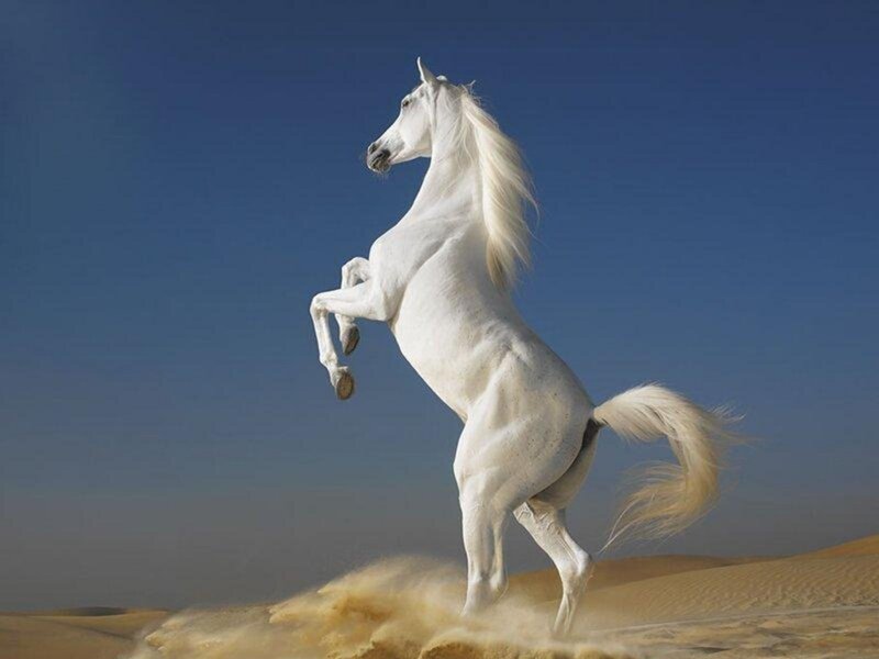 White Horse Rearing — Sand Dunes