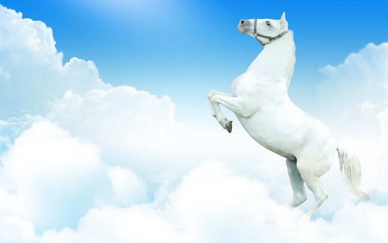 White Horse Rearing — Serene