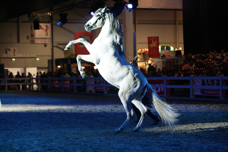 White Horse Rearing