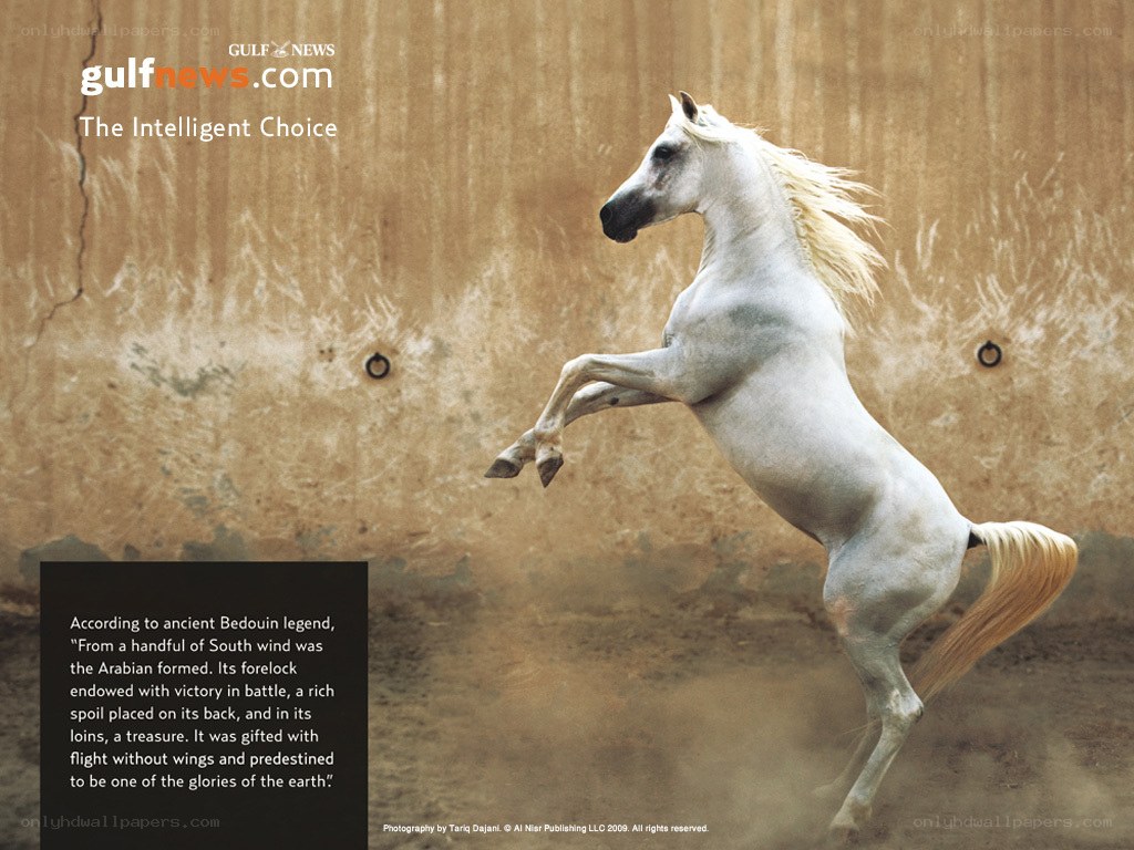 White horse rearing up