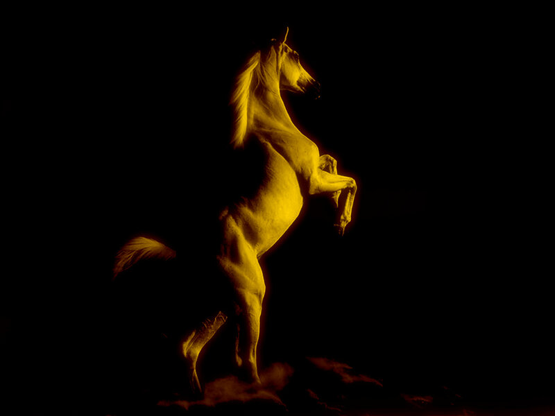 White Horse Rearing — Yellow