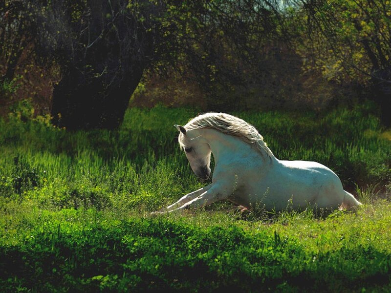 White horse resting in a field