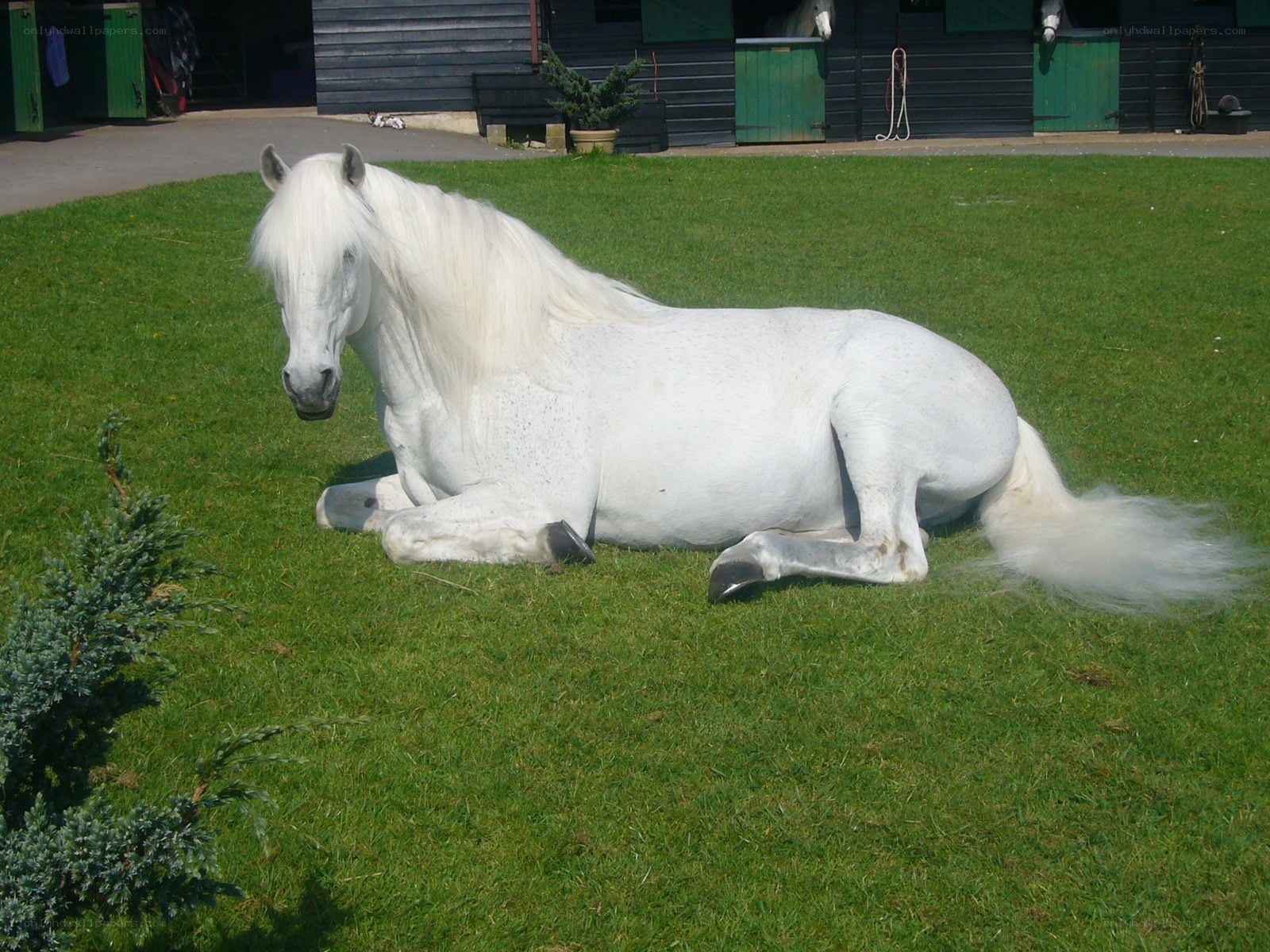 White horse resting on grass