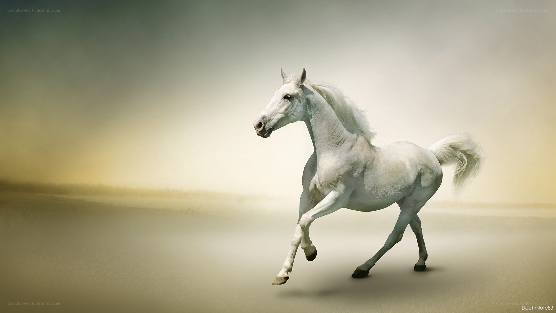 white horse running