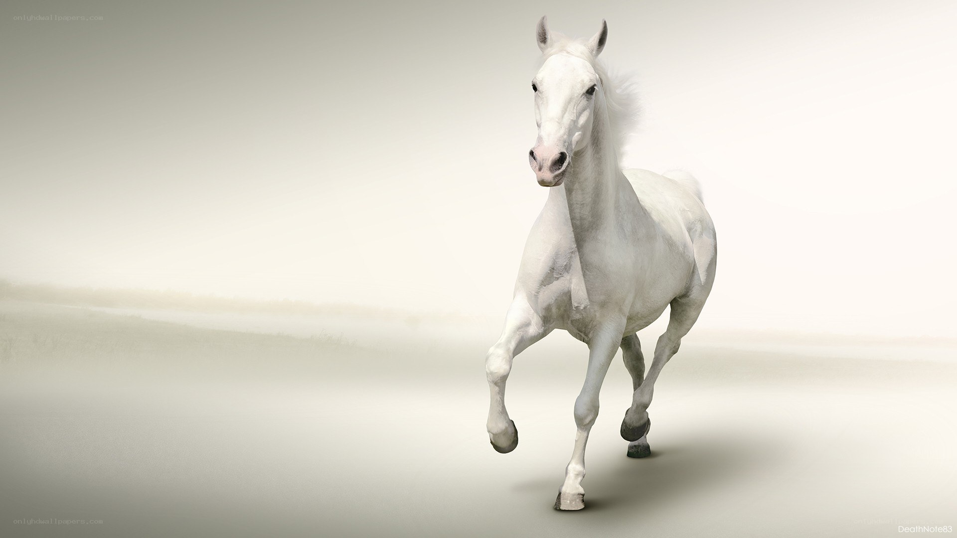 White horse running