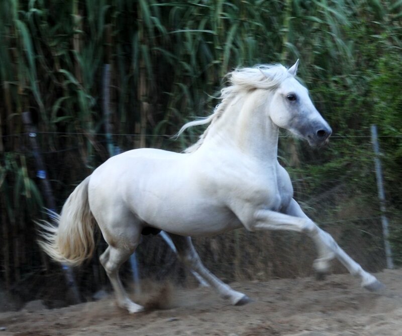 white horse running