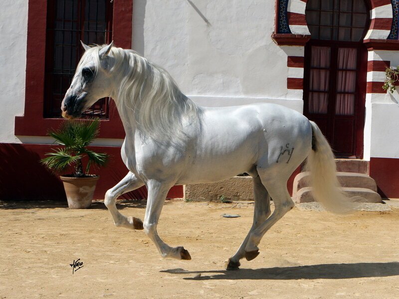 White Horse Running — Active, Afternoon, Photograph, Building
