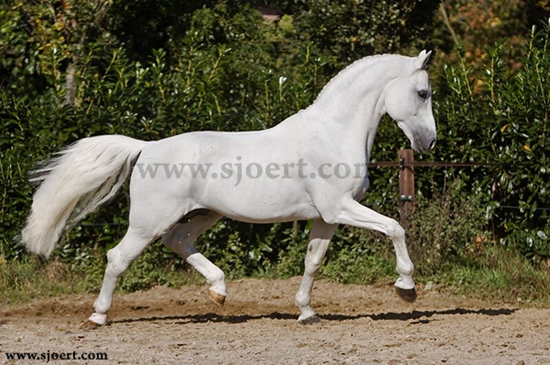 White Horse Running — Active, Afternoon, Photograph, Dirt Path