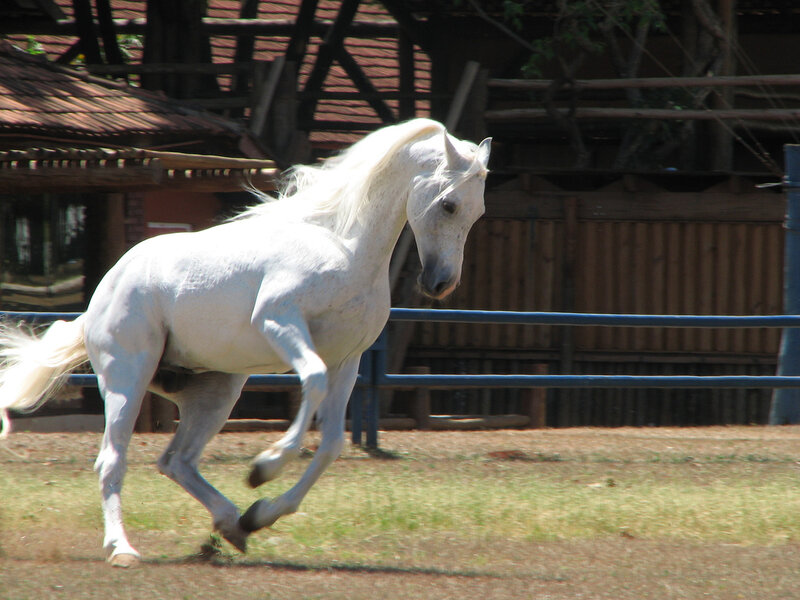 White Horse Running — Active, Afternoon, Photograph, Fence, Building