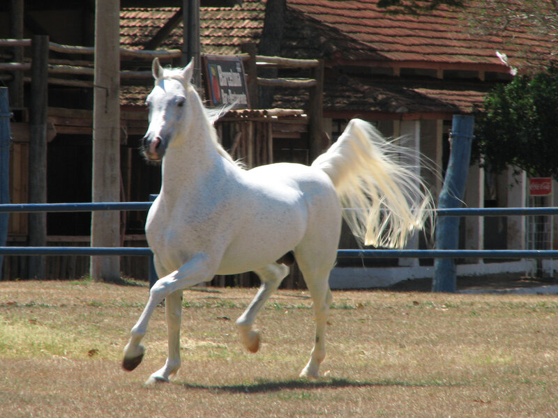 White Horse Running — Active, Afternoon, Photograph, Fence, Building, Tree