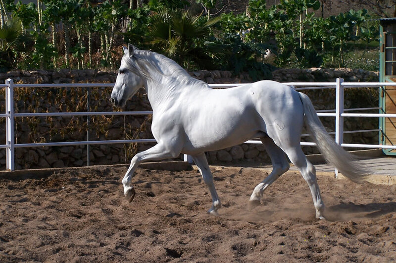 White Horse Running — Active, Afternoon, Photograph, Fence, Dirt Ground