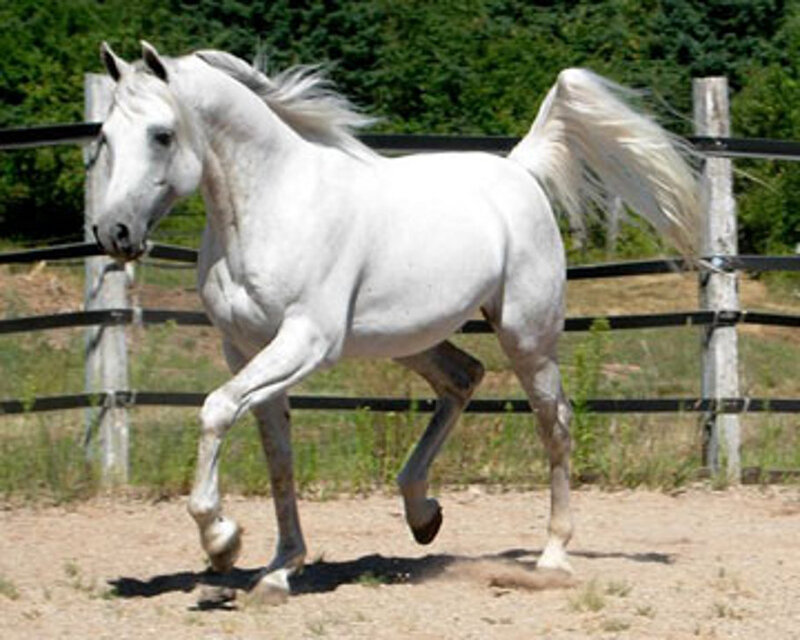 White Horse Running — Active, Afternoon, Photograph, Fence, Dirt Ground, Trees