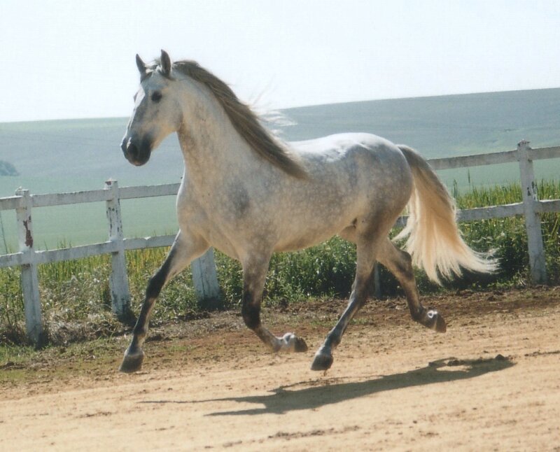 White Horse Running — Active, Afternoon, Photograph, Fence, Field