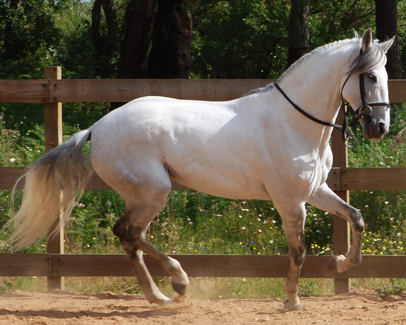 White Horse Running — Active, Afternoon, Photograph, Fence, Trees, Dirt Ground