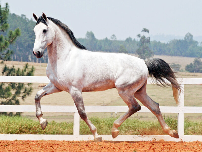 White Horse Running — Active, Afternoon, Photograph, Fence, Trees, Dirt