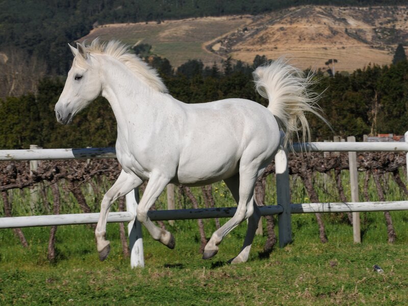 White Horse Running — Active, Afternoon, Photograph, Fence, Vineyard
