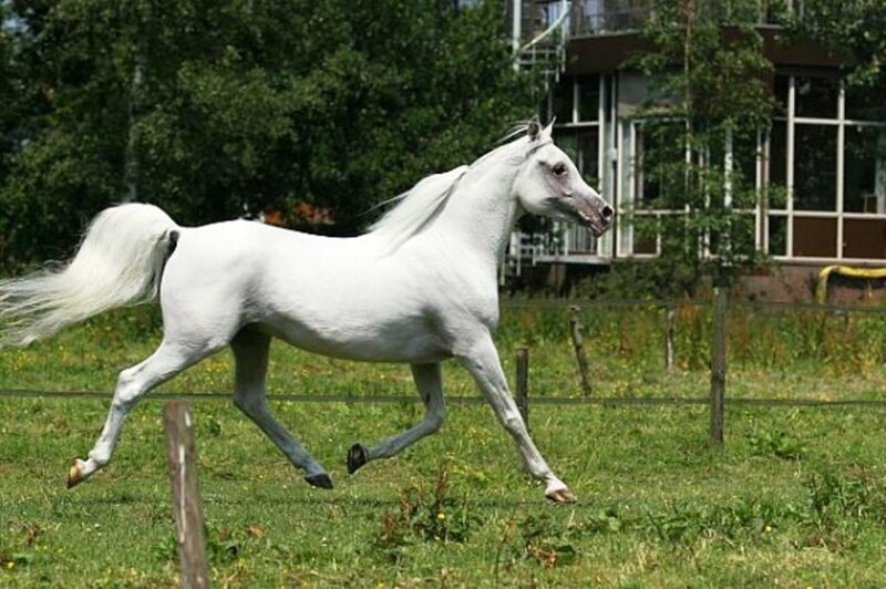 White Horse Running — Active, Afternoon, Photograph, Grass Field, Fence