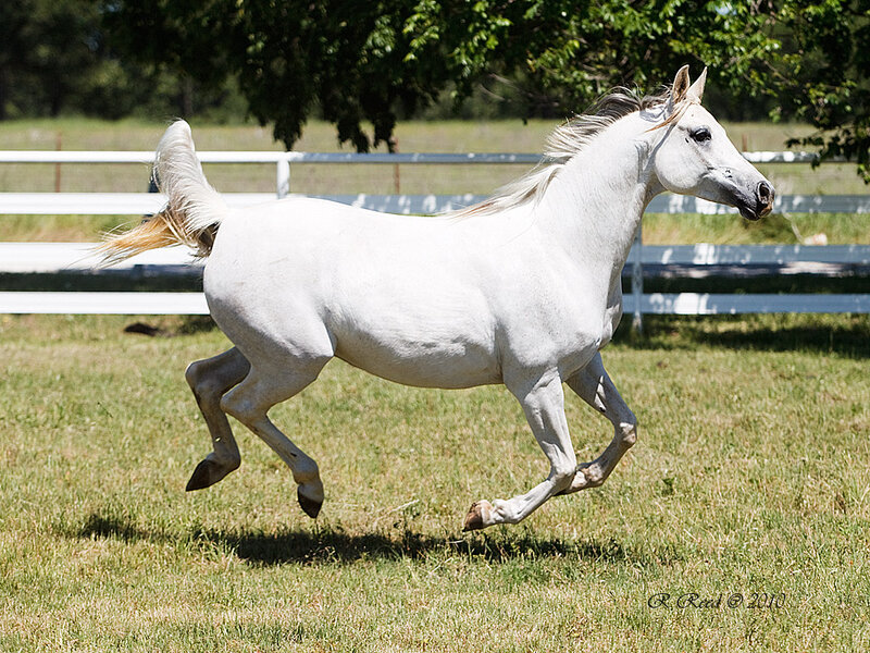 White Horse Running — Active, Afternoon, Photograph, Grass Field