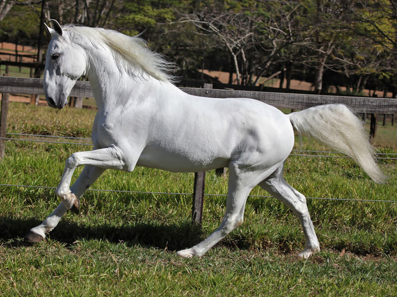 White Horse Running — Active, Afternoon, Photograph, Grass