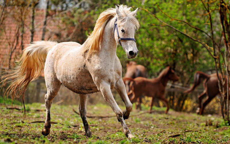 White Horse Running — Active, Afternoon, Photograph, Horses