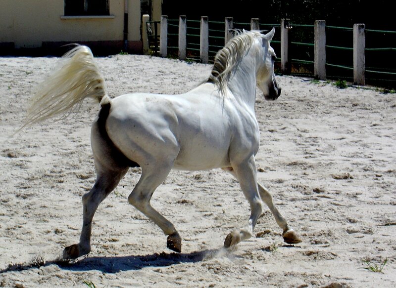 White Horse Running — Active, Afternoon, Photograph, Sand