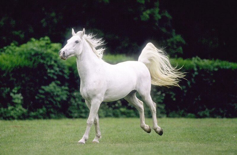 White Horse Running — Active, Afternoon, Photograph