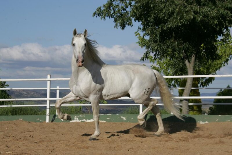 White Horse Running — Active, Afternoon, Photograph, Tree