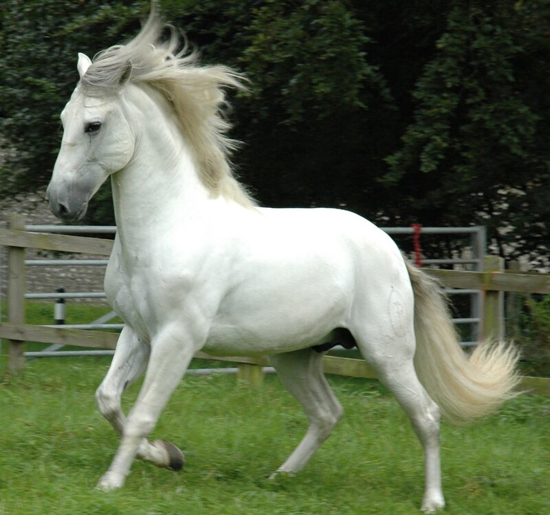 White Horse Running — Active, Afternoon