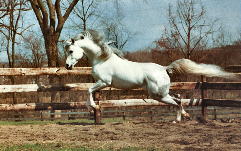 White Horse Running — Active, Autumn, Photograph