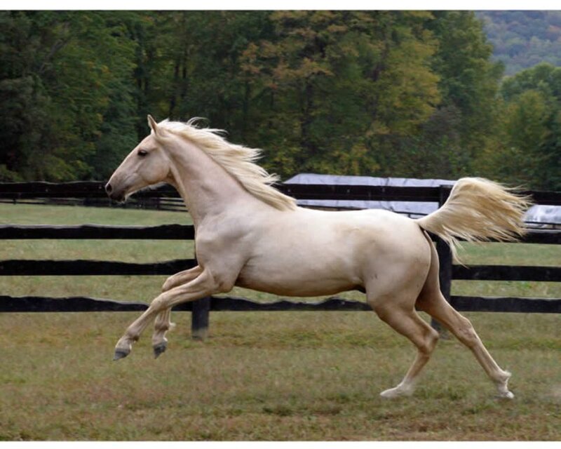 White Horse Running — Active, Autumn