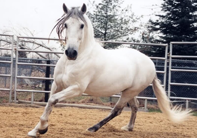 White Horse Running — Active, Photograph